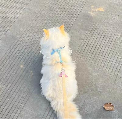 王师傅·贴膜头像
